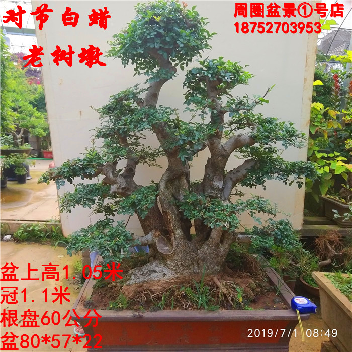 實拍中型對節白蠟樹樁盆景爪型耐寒樹樁盆景 中型對節白蠟樹樁盆景 含