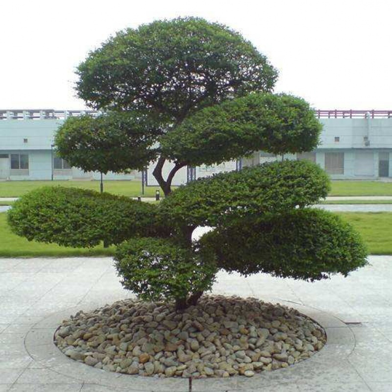 【京选推荐】小叶女贞造型树苗木庭院盆景棒棒糖树球景观树苗绿篱绿化