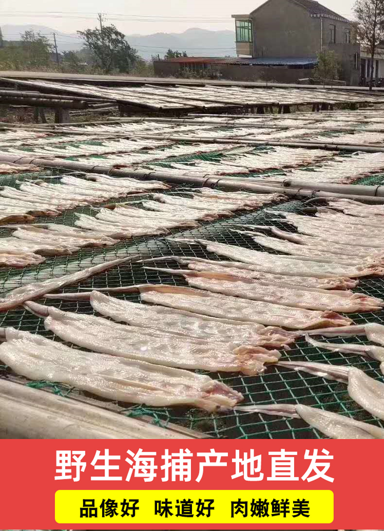 沙鰻幹油鰻幹整條鹹魚幹七星鰻魚無刺舟山寧波海鮮乾貨淡曬沙鰻鯗大