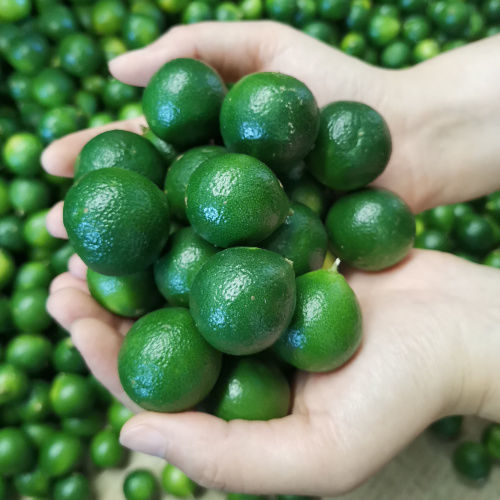 正宗海南小金桔青金桔小青桔柠酸桔奶茶饮料店酒吧原料精选05斤青金桔