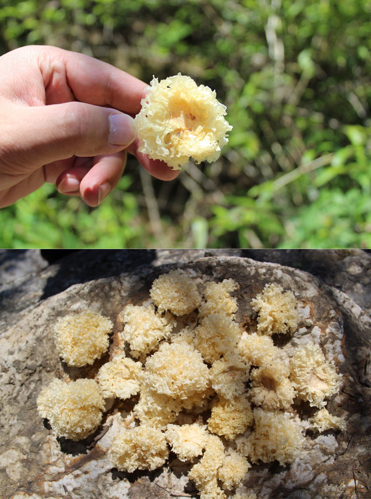 神农架野生椴木小银耳250g特产干货白木耳雪耳软糯无硫银耳莲子羹