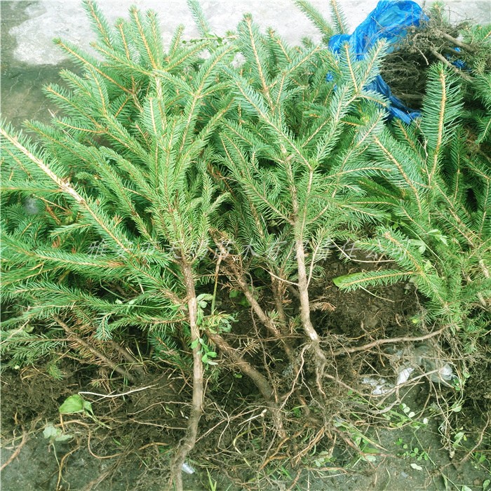 别墅庭院盆栽云杉小苗圣诞树珍稀名贵植物冷云杉苗高80100cm不含盆