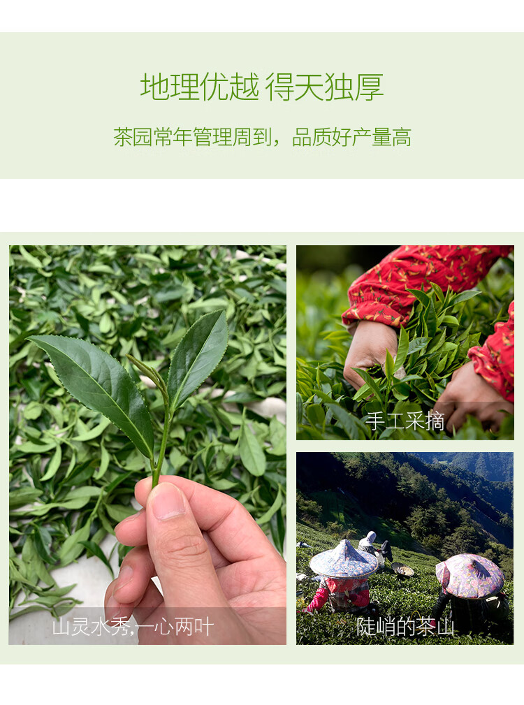 折杉林溪茶 清香乌龙茶 冷泡茶 龙凤峡高山茶 春茶 300克【图片 价格