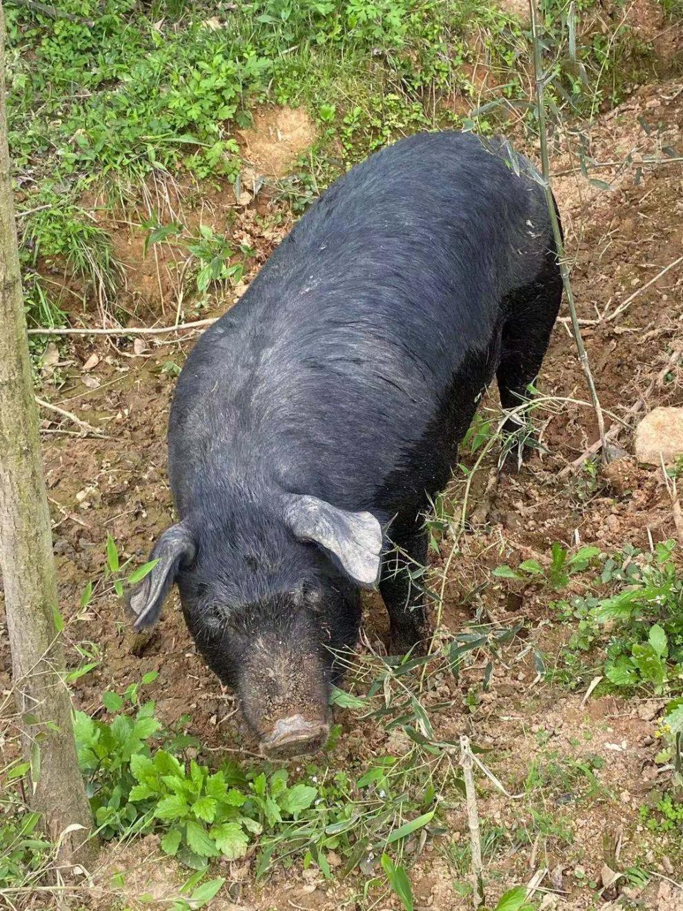 农家吃粮食土黑猪跑山猪五花前腿后腿猪脚新鲜猪肉6