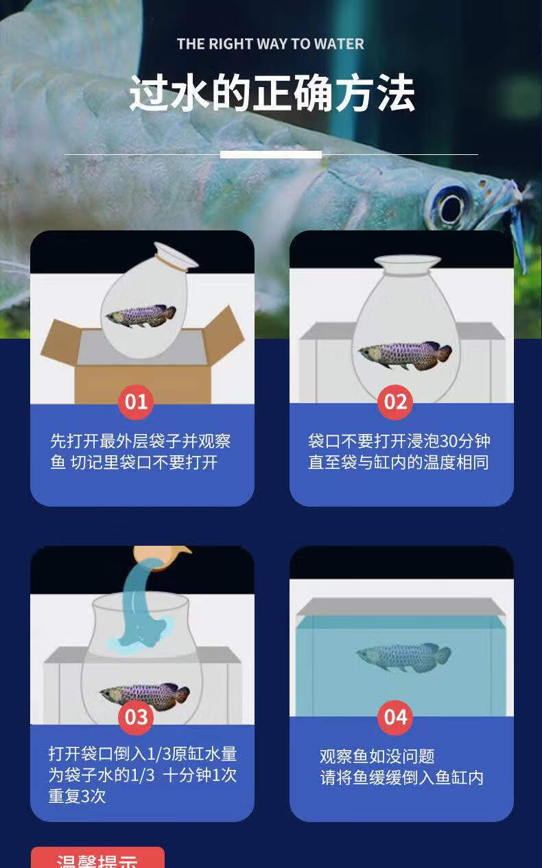 尾鱼战船活体黑眼红眼白发财鱼黑热带风水鱼观赏鱼 套餐2【图片 价格