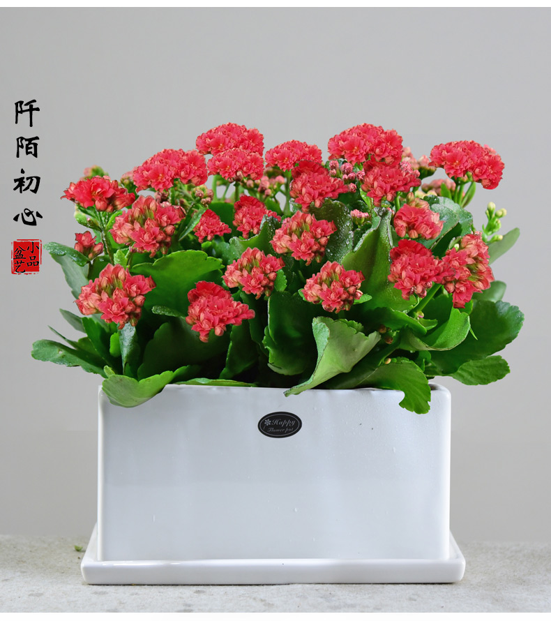 长寿花盆栽重瓣带大花苞四季植物办公室内阳台好养易活小绿植花卉青梅