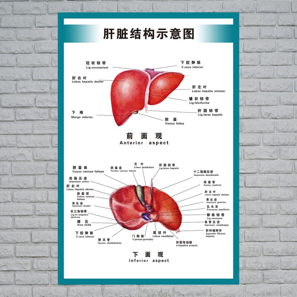 解剖图内脏图片