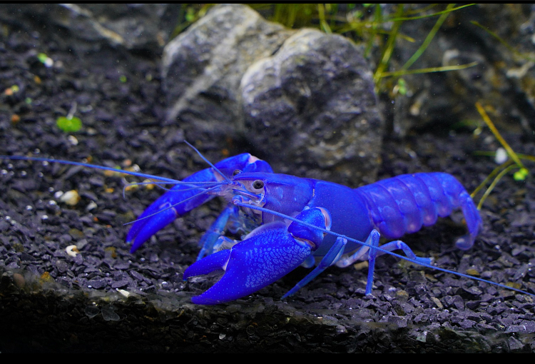 观赏虾活体活物龙纹鳌虾淡水虾天空蓝魔小龙虾蓝鳌虾特萨努侏儒虾家养