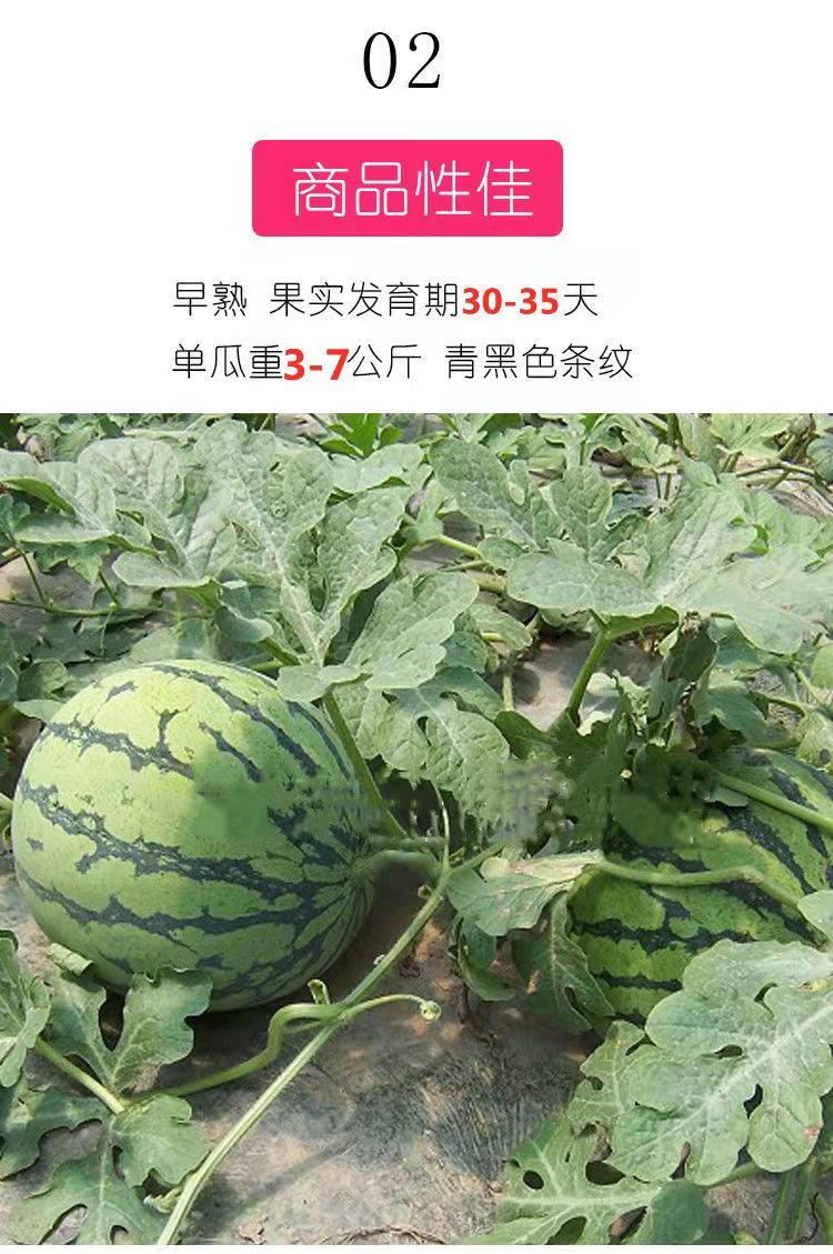 西瓜種子8424麒麟瓜薄皮超甜特大無籽西瓜種子新品種高產蔬菜種孑8424