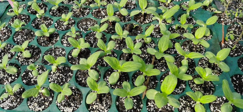 向日葵小苗矮向日葵苗穴盘苗好成活家庭种植非常香向日