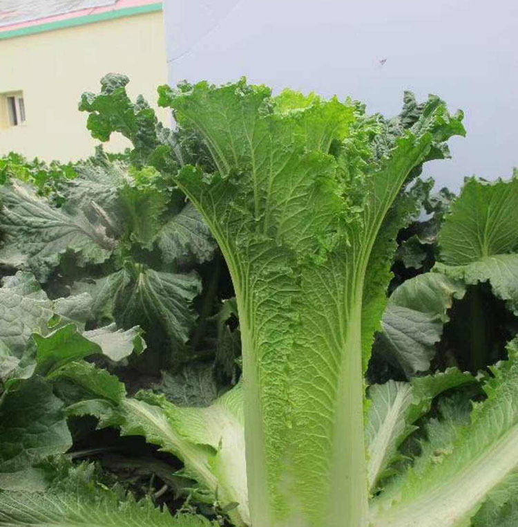 天津青麻叶种籽青口白大白菜长筒绿白菜春夏秋冬四季播蔬菜种孑子青翠