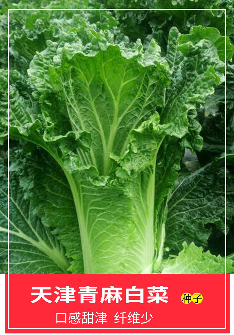 立功天津青麻叶直筒形白菜种子秋季绿大青麻叶大白菜四季播蔬菜种籽