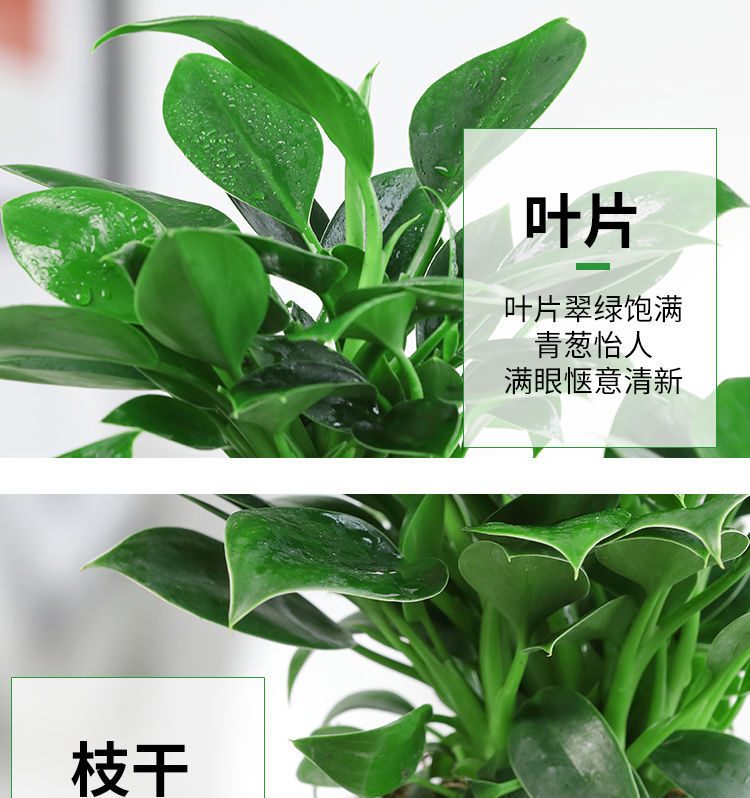 澜墨【吸毒王】绿公主盆栽植物大叶金钻室内绿植客厅四季常青吸甲醛花