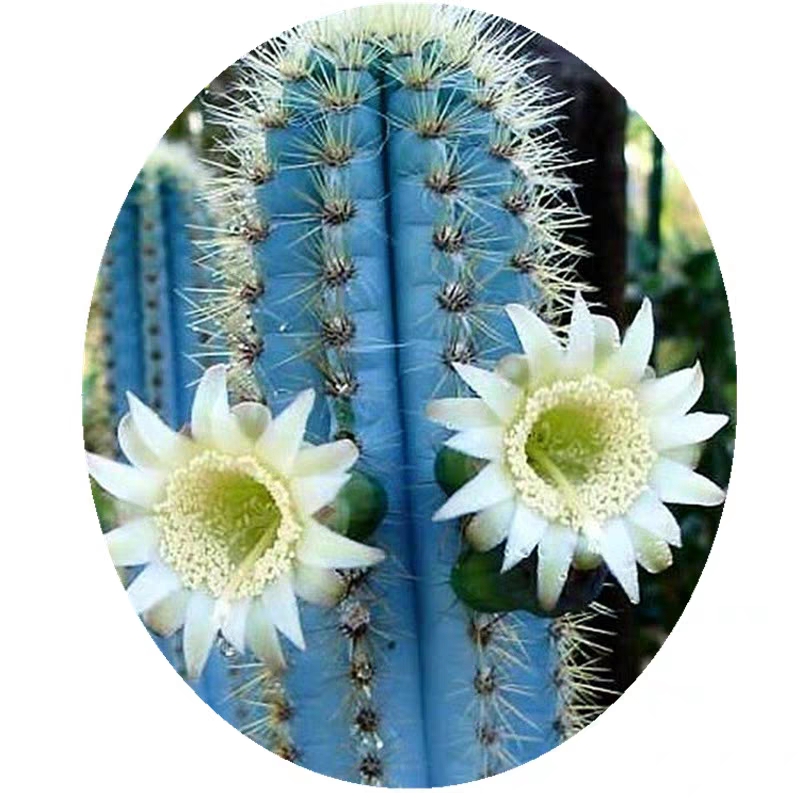 蓝天柱仙人掌植物好养桌面景观盆栽室内辐射 精养蓝天柱20cm发货 裸根