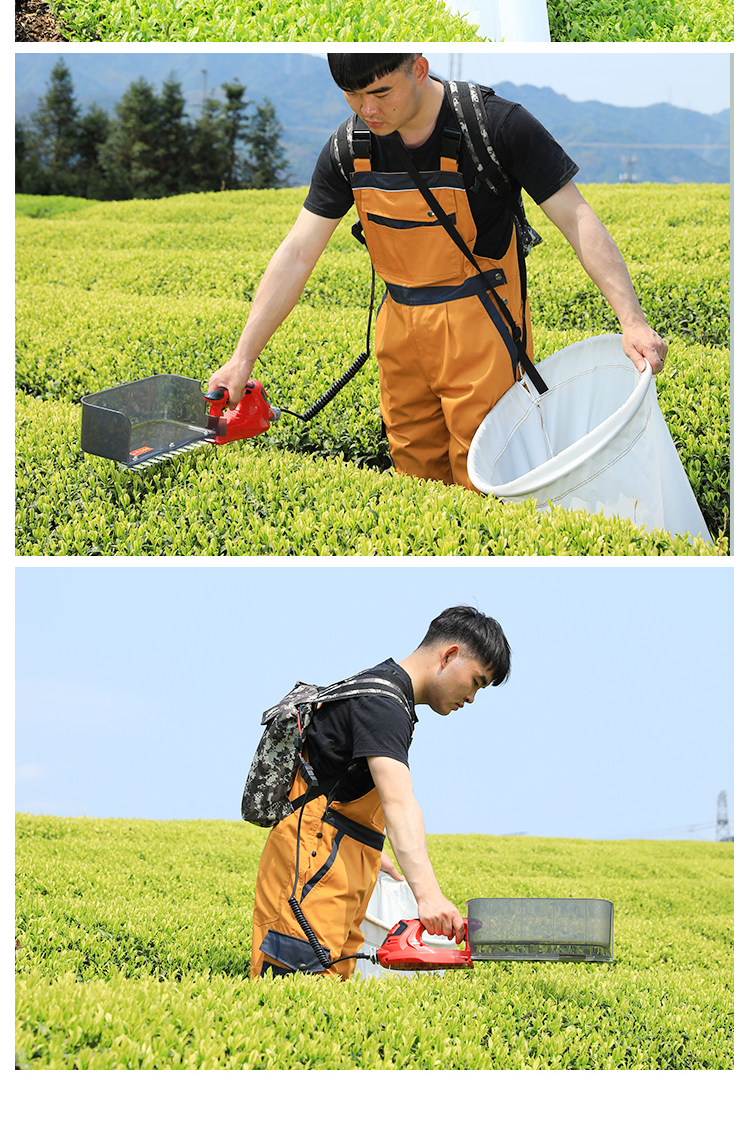 仿人工采茶机 单芽图片