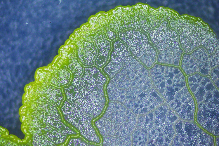 黏菌宠物 黏菌菌种菌核粘菌史莱小之微曳尾刚丝多头绒泡菌宠物小型好