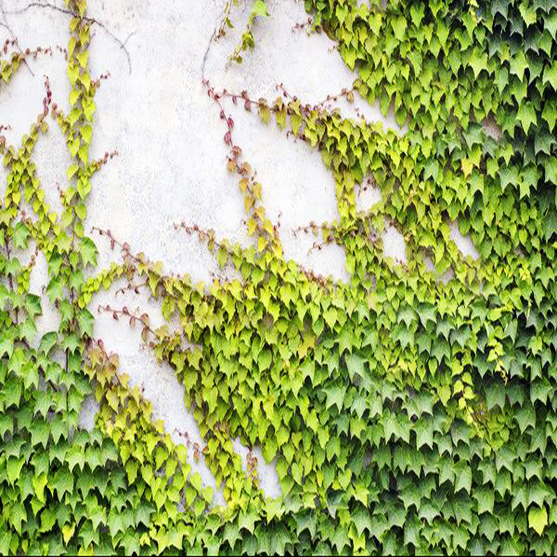 爬藤爬山虎种子四季常青攀援花卉种子户外墙外观叶爬山虎种籽好客花乡