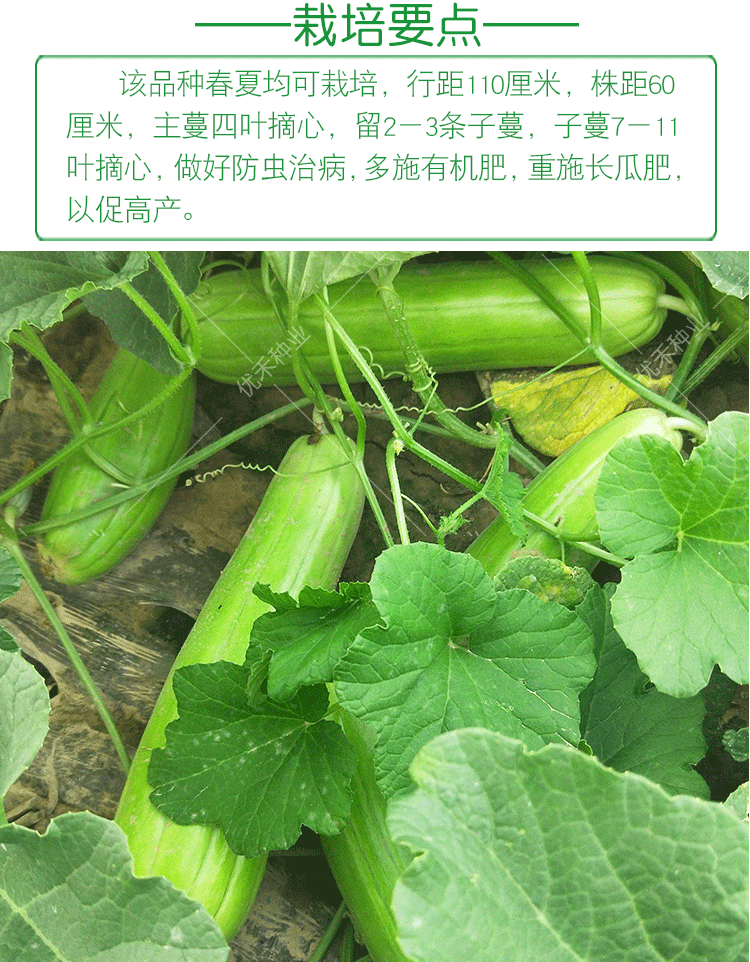 青皮脆瓜中华菜瓜种子绿皮白瓤甜种四季早熟水果庭院盆栽蔬菜种孑花皮
