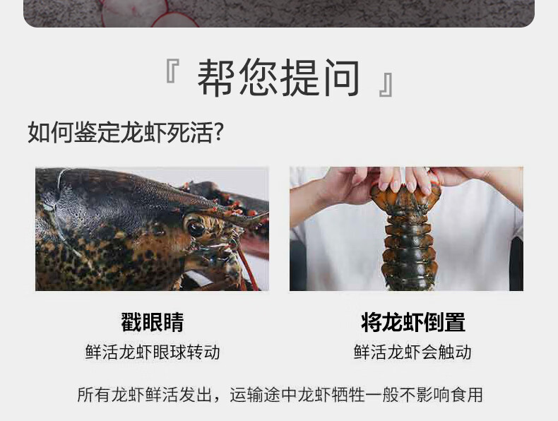 龙虾 龙虾波顿大龙虾特大波龙波斯海鲜水产大活虾450-550g【图片 价格