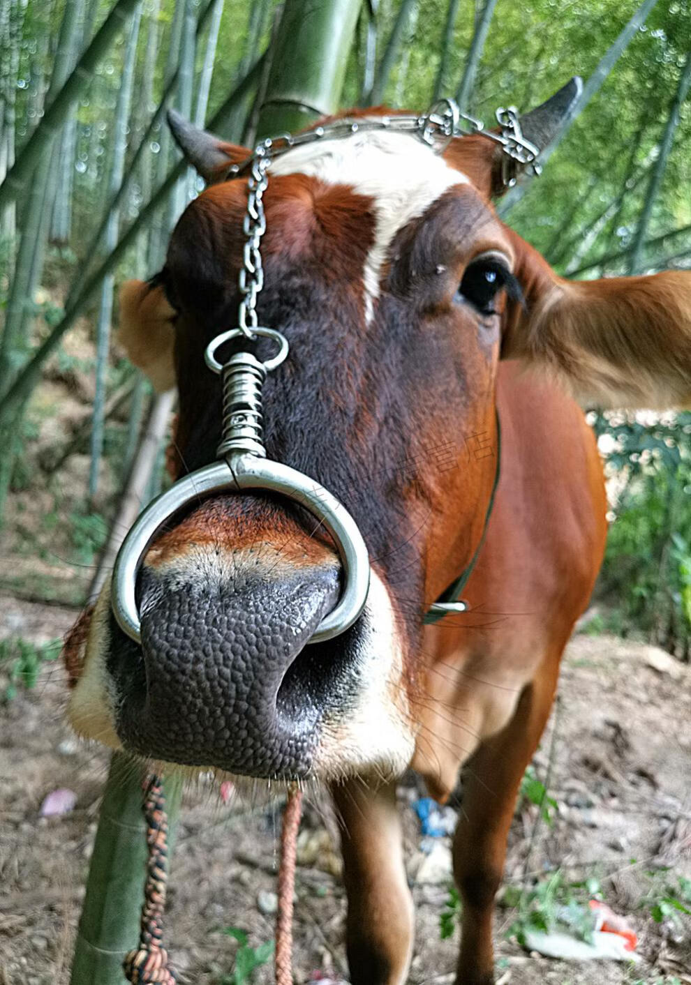 牛鼻圈牛鼻环不锈钢金属养牛设备器械大号牛鼻子钳子免