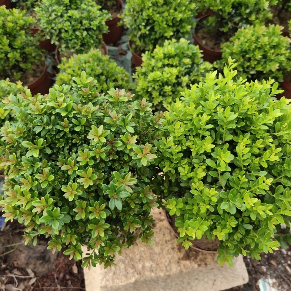 小叶赤楠盆景耐寒耐热植物四季常青阳台室外好养办公室 2年小叶赤楠1