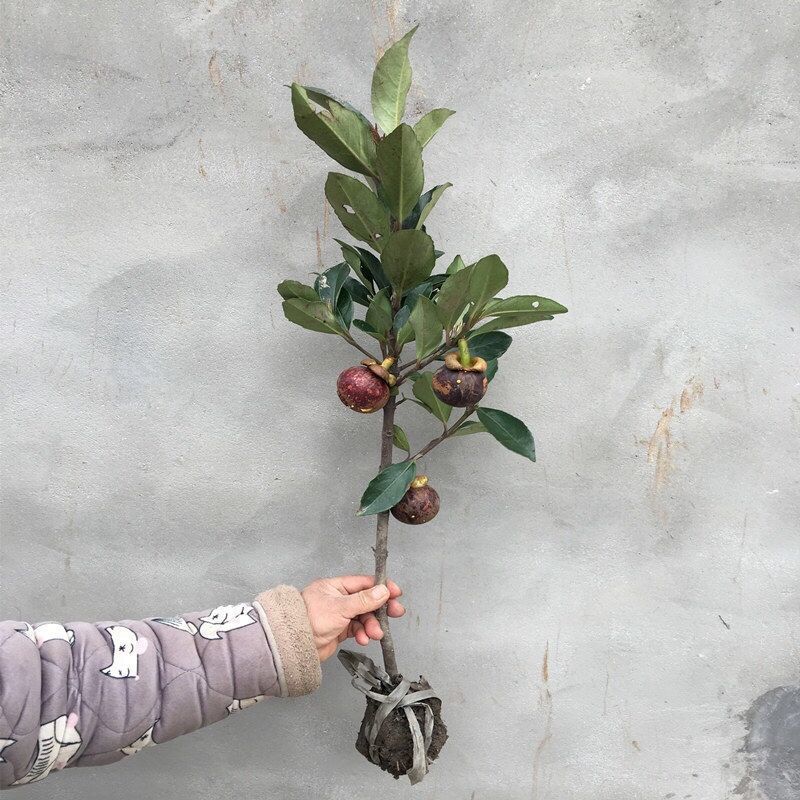 山竹树苗四季种植当年结果南方北方种植地栽盆栽果树苗 黄金山竹 5年