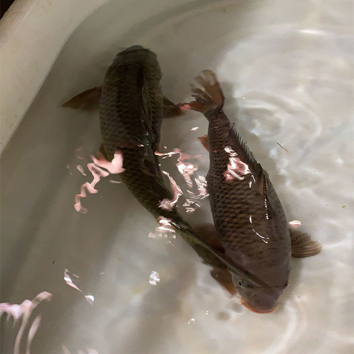 lism千岛湖正宗青鲤鱼鲜活大鲤鱼冷水现杀原生态无刺鱼肉活体生物4斤