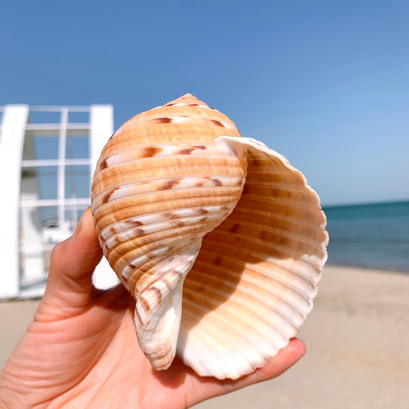 琴螺 天然贝壳大海螺 鱼缸水族箱装饰品卷贝鱼繁殖壳多肉花盆摆件 深