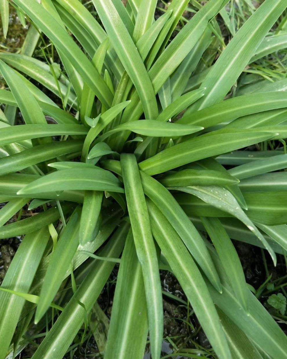 輕戀貴州特產寬葉韭菜 新鮮蔬菜大葉石韭菜觀音菜農家新鮮綠色蔬菜