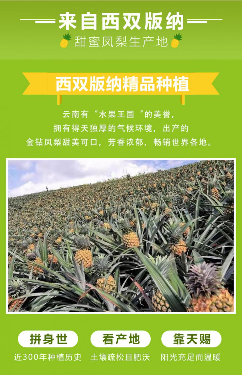 时染shiran顺丰云南金钻凤梨9斤新鲜水果应当季水果手撕大凤梨小波萝