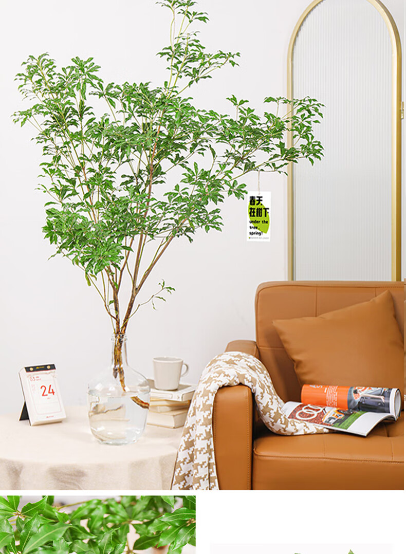 马醉木水培植物鲜切吊钟枝条室内绿植花卉在树下树苗 圆形玻璃花瓶