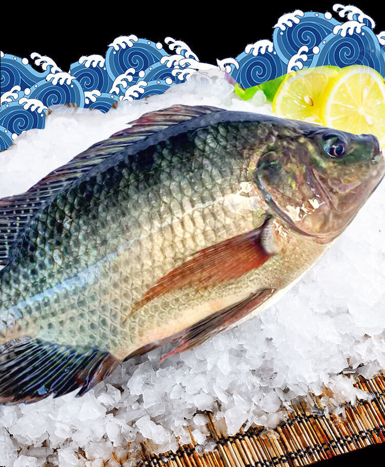现杀海鲜淡水活罗非鱼养殖新鲜水产冷冻腌制烧烤佑达嘉怡罗非鱼45条装