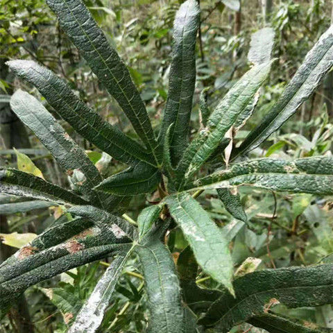 野生五指毛桃根五爪龙干品客家煲汤料 300克【图片 价格 品牌 报价】