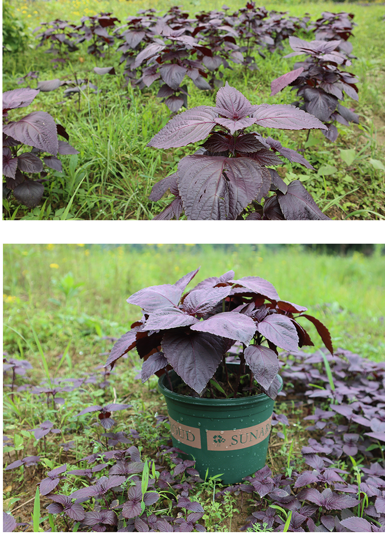 紫苏苗紫苏苗湖南全紫两面红正宗本地大叶香苏紫苏叶种苗种植食用去