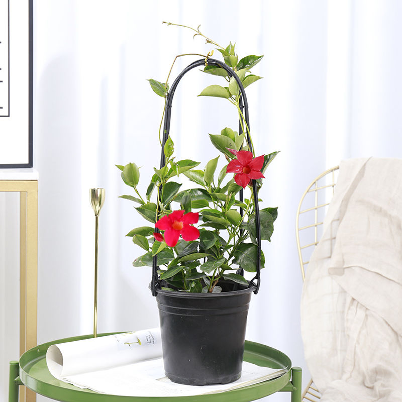 【官方旗舰】【】园艺爬藤花架阳台铁线莲飘香藤支架藤本花卉植物攀爬