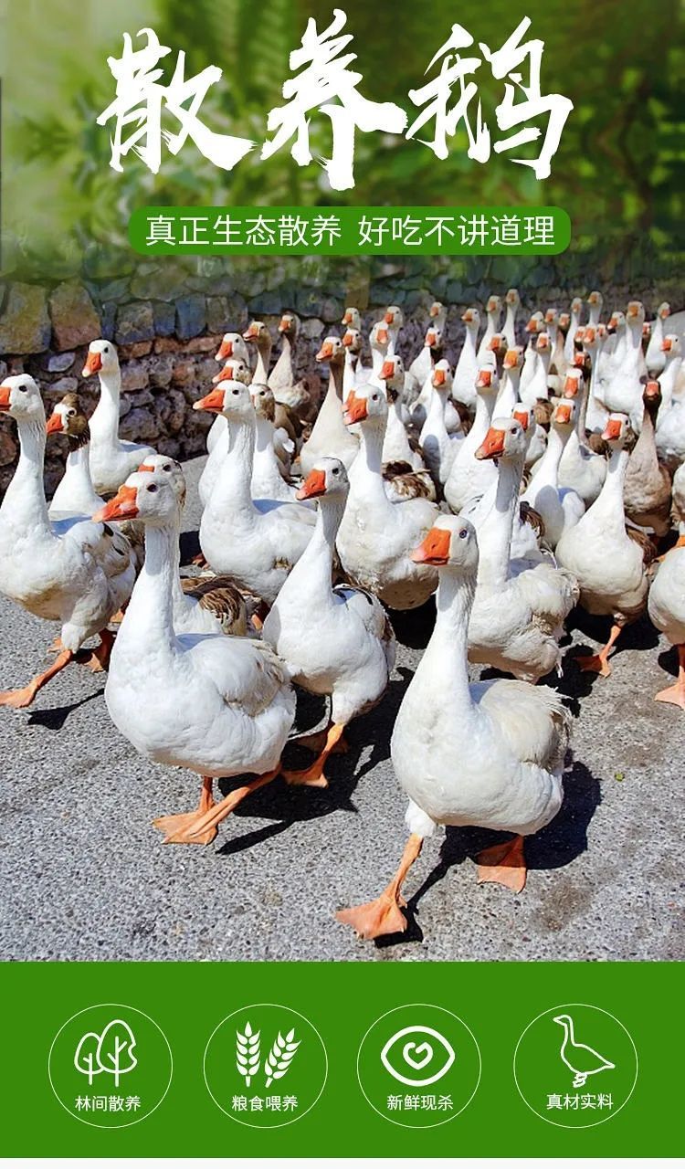 鹅肉土鹅新鲜大鹅农家大白鹅肉整只新鲜现杀鹅农家散养大白鹅整只 罗