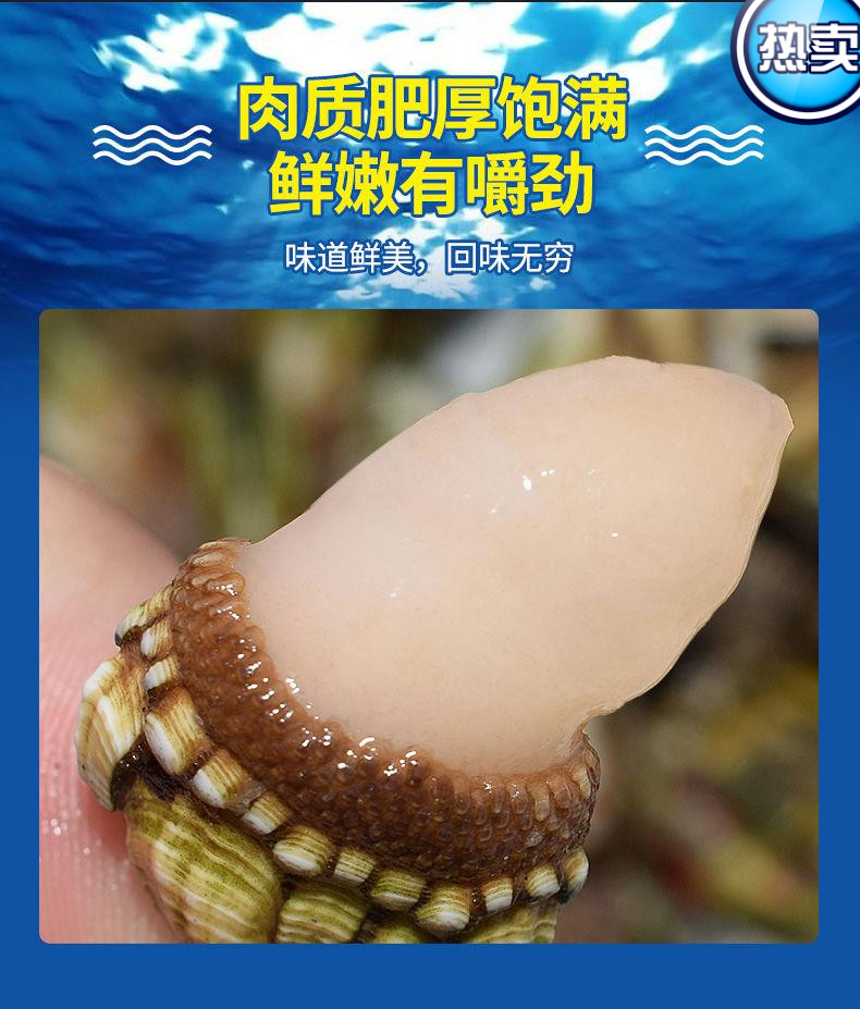 铭心旗舰店佛手螺笔架狗爪螺观音掌鹅颈藤壶贝类大中小顺丰发货1斤装