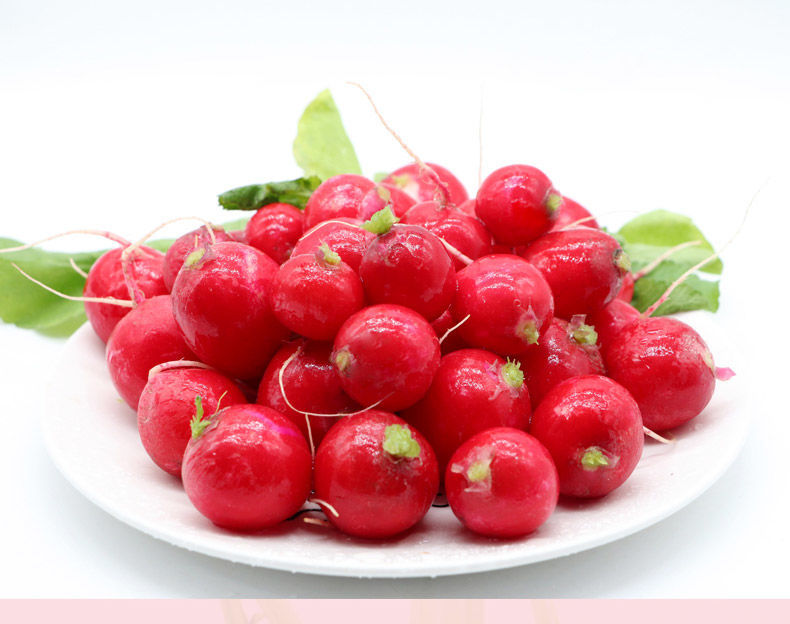 东北农家蔬菜新鲜樱桃萝卜现摘小水萝卜菜小红萝卜带