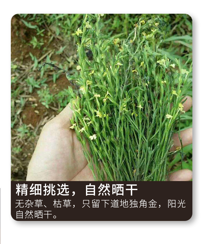 独脚金独脚金疳积草独角金独角金草 非独角金草共20g【图片 价格 品牌