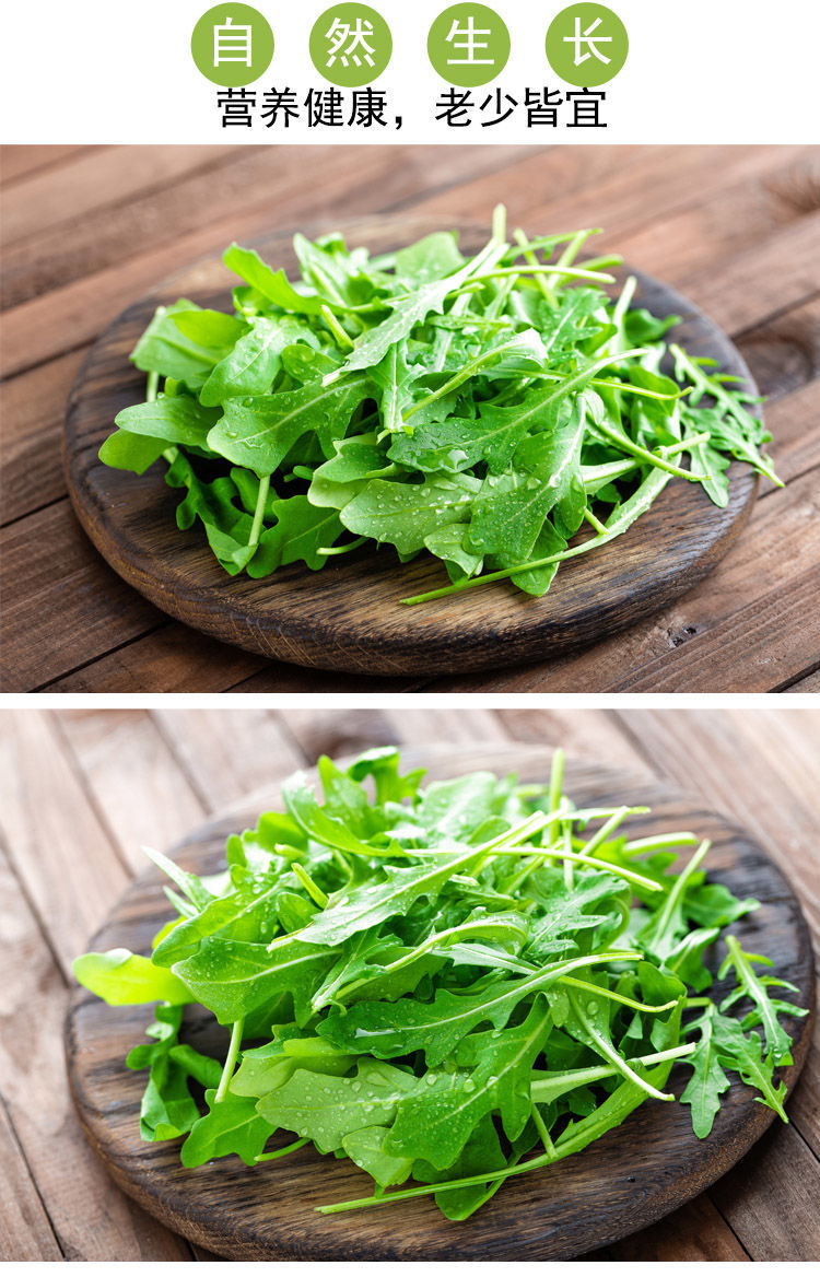 新鲜芝麻菜半斤 现摘精选 火箭菜 蔬菜沙拉 西餐生菜 野芝麻菜 2斤装