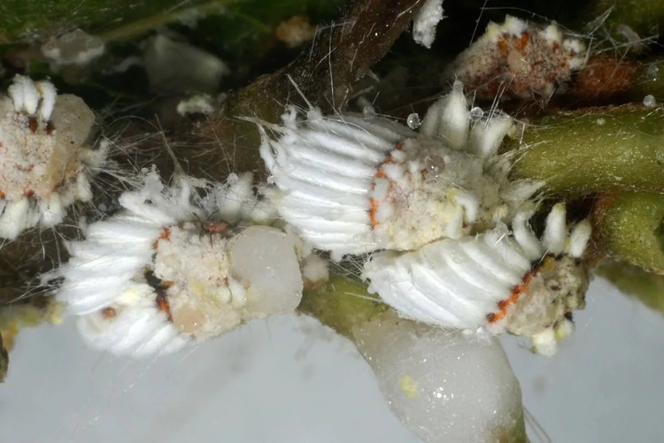 蚧壳虫专用药噻嗪哒螨灵红蜘蛛月季绿化蚜虫杀虫剂