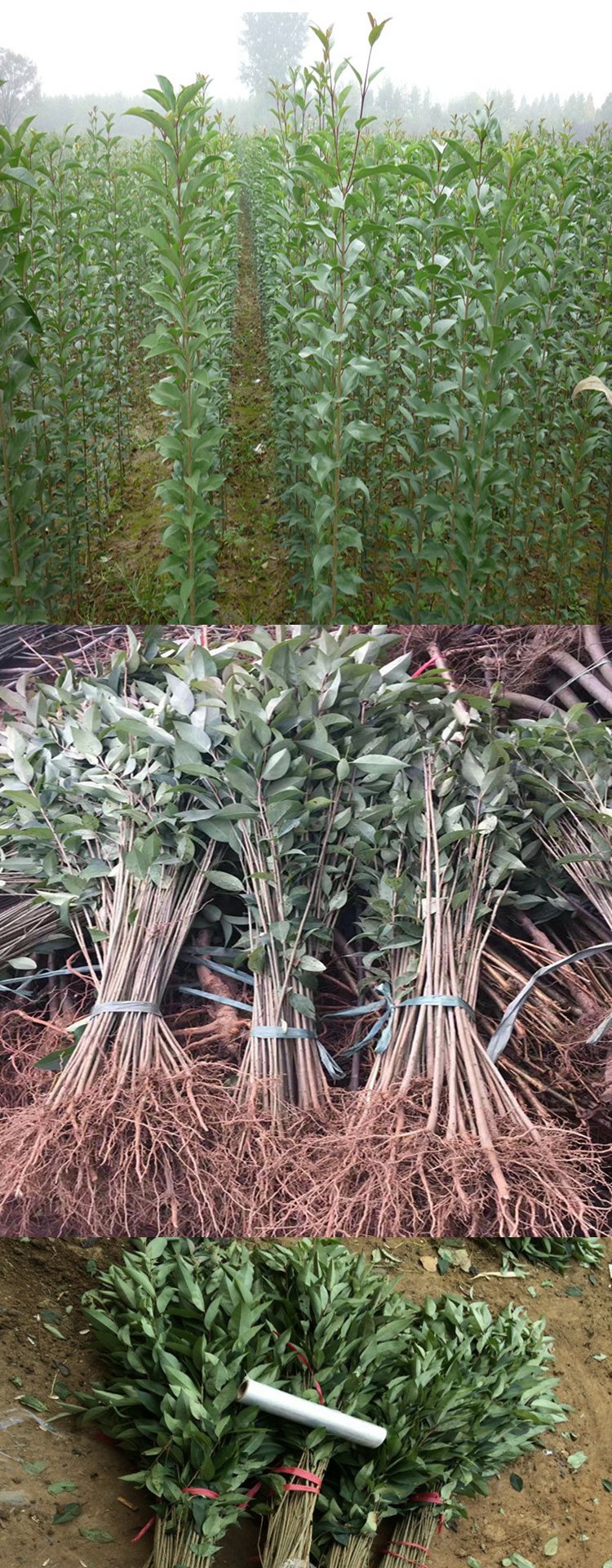 大叶女贞苗南北方行道树苗园林绿化工程苗木四季常青高杆女贞苗 1米