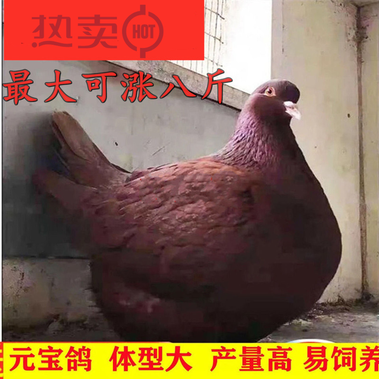 一对种鸽活体可养肉鸽包下蛋包活 大型红色青年一对配好【图片 价格