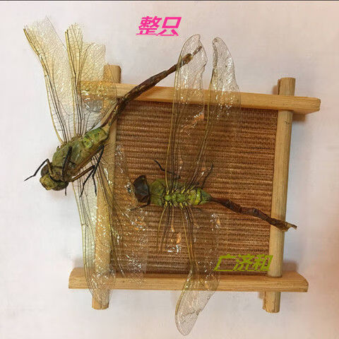 中药材蜻蜓绿蜻蜓十只装绿色大蜻蜓干蜻蛉马大头青娘子整只御华10只装