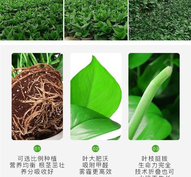 艾枫 花竹恋 球艺 若绿 更多>>品牌: 君晟达 商品名称:风花草绿萝盆栽