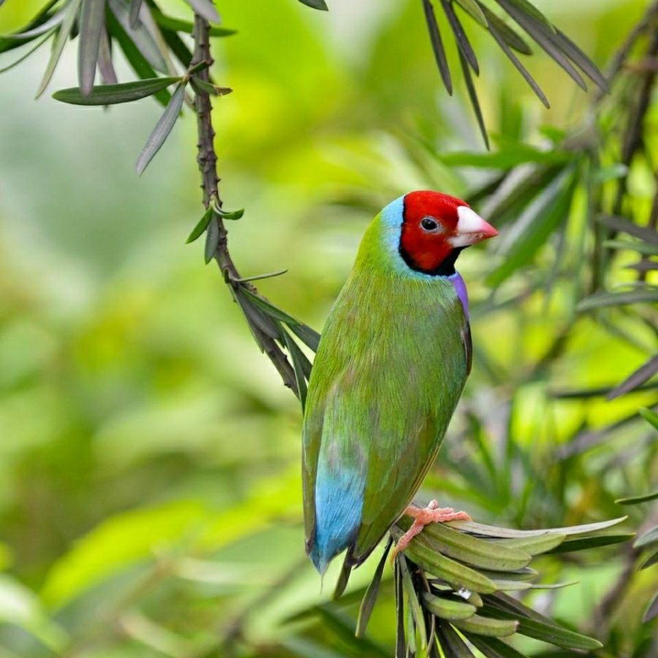 萌萌哒七彩活体鸟活体繁殖鸟活体宠物鸟普彩高彩金背白赤兔马 绿背紫