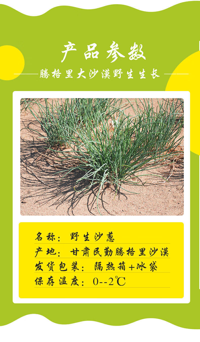 民勤特产新鲜沙葱小葱农家沙葱,新鲜蔬菜包 净重5斤【保鲜发货送葱籽