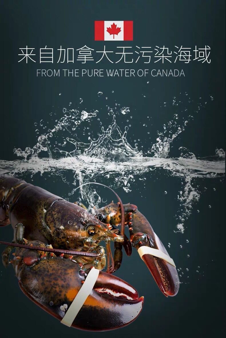 冰鲜波士顿大龙虾3-15斤生冻大龙虾超饱满顺丰 5斤2500g【图片 价格