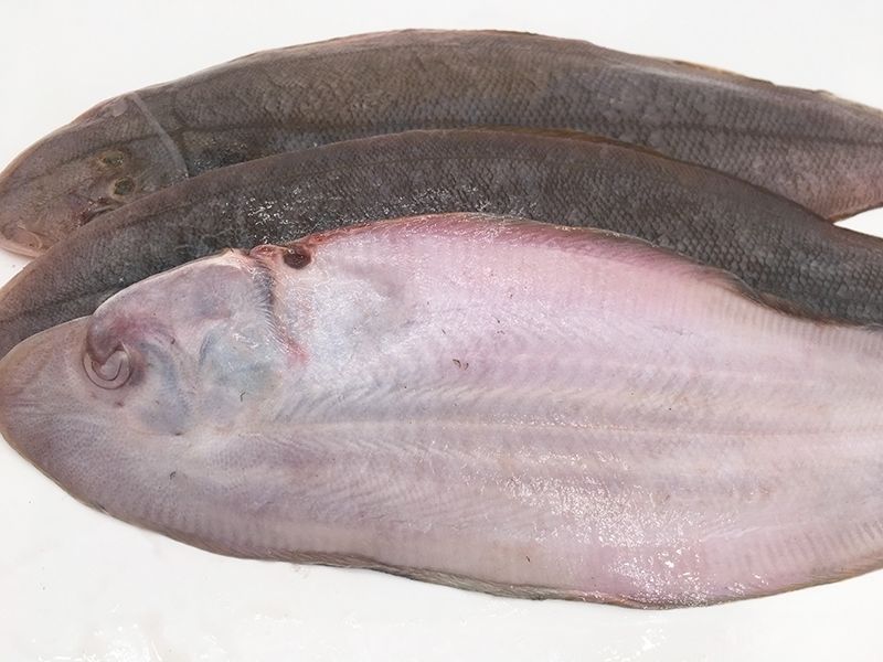 老咸鱼花鲅鱼马友鱼干咸鳎米籽光鱼咸马鲛鱼大咸鱼各种规格咸鱼 咸鳎