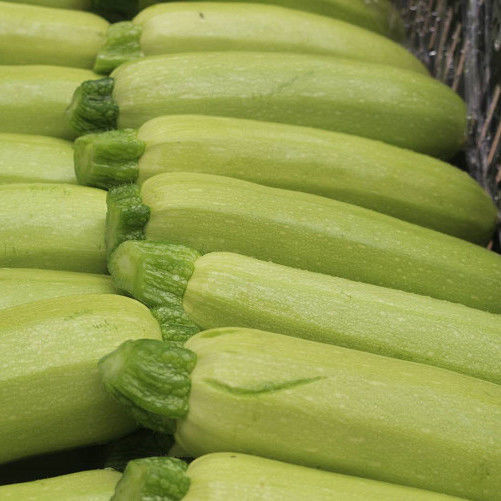 农家自种早春西葫芦三月瓜小瓜时令蔬菜茭瓜小南瓜产地现摘3斤实惠装